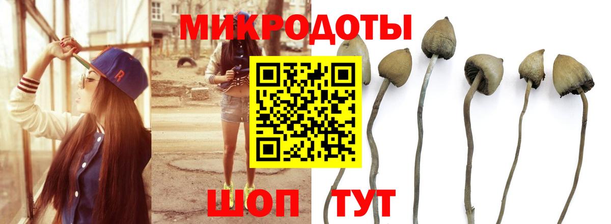 Галлюциногенные грибы прущие грибы  Луга  даркнет сайт  Галлюциногенные грибы Psilocybe 